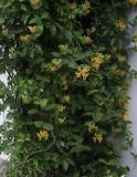 Lonicera × tellmanniana