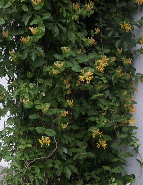 Image of Lonicera &times; tellmanniana specimen.