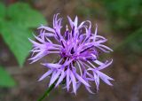 Centaurea scabiosa. Соцветие. Приморский край, окр. г. Находка, обочина дороги. 08.09.2013.