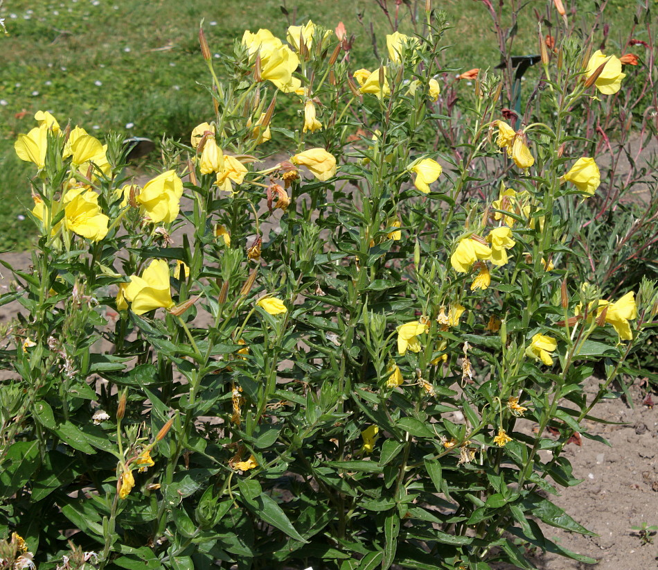 Image of Oenothera glazioviana specimen.