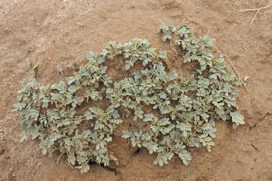 Изображение особи Astragalus projecturus.