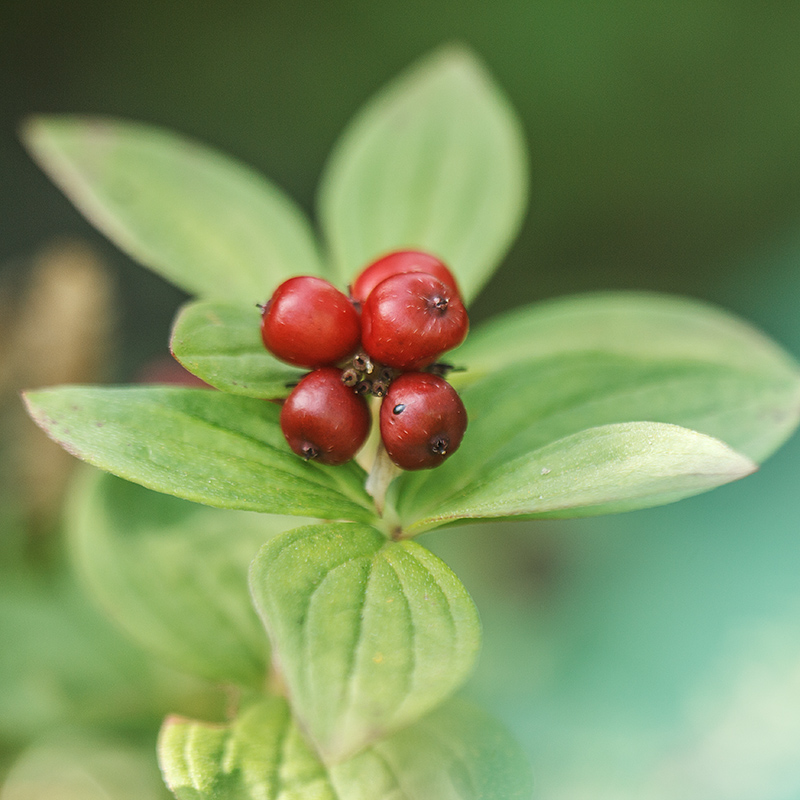 Изображение особи Chamaepericlymenum suecicum.