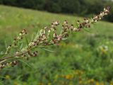 Artemisia vulgaris. Верхушка побега с соцветиями. Краснодарский край, Крымский р-н, окр. ст. Нижнебаканская, разнотравный луг. 22.09.2013.