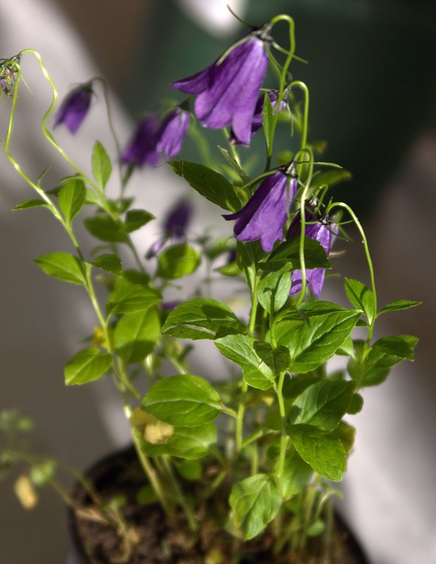 Изображение особи Campanula pulla.