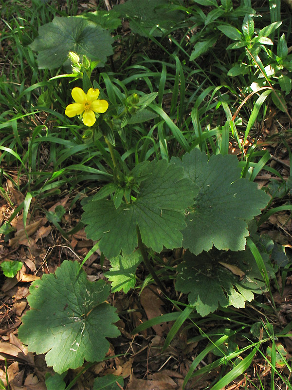 Image of Ranunculus cortusifolius specimen.