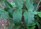 Angelica sylvestris