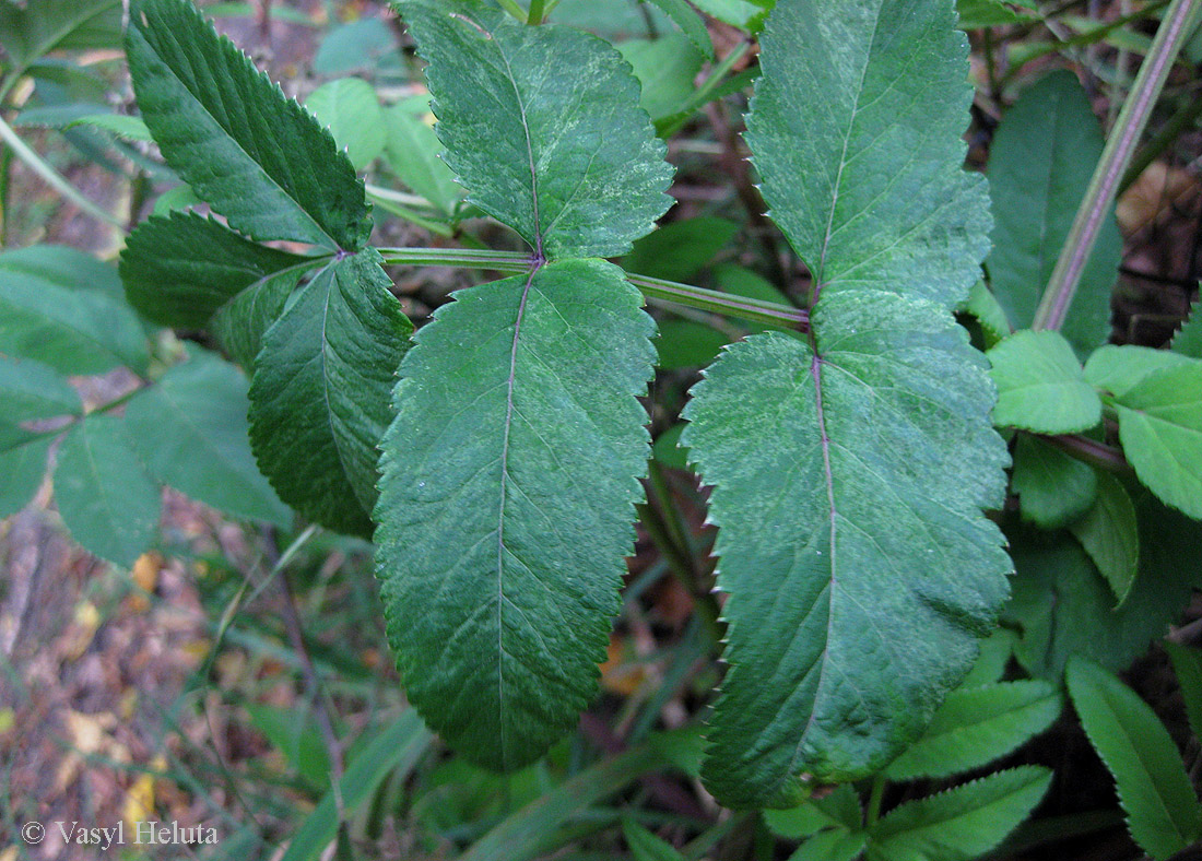 Изображение особи Angelica sylvestris.