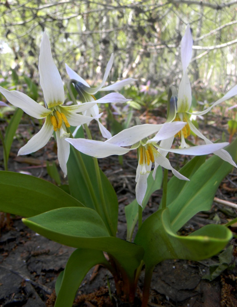 Изображение особи Erythronium krylovii.