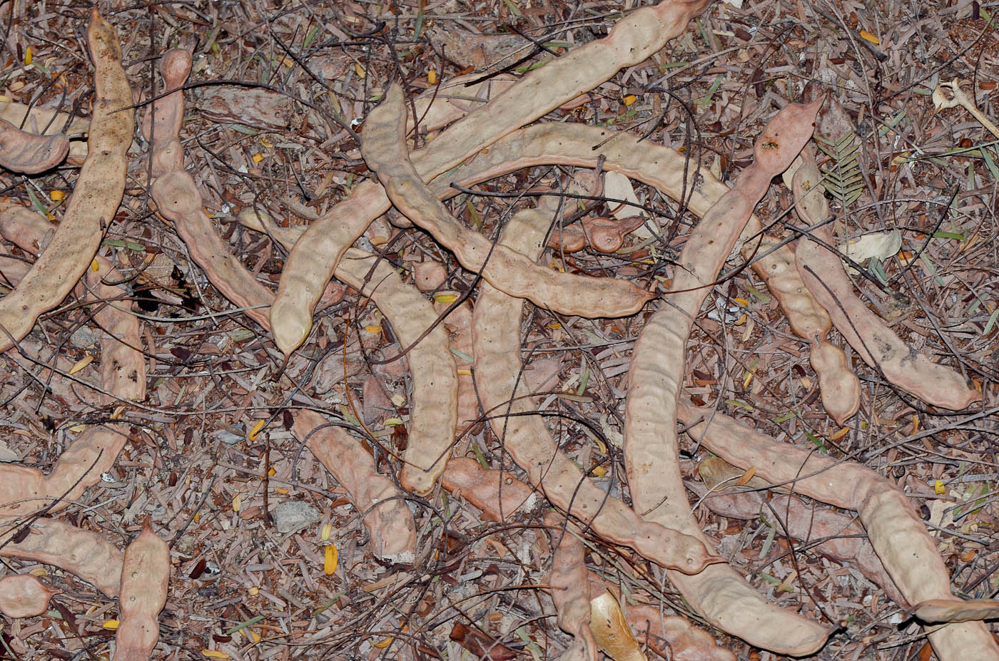 Image of Prosopis alba specimen.