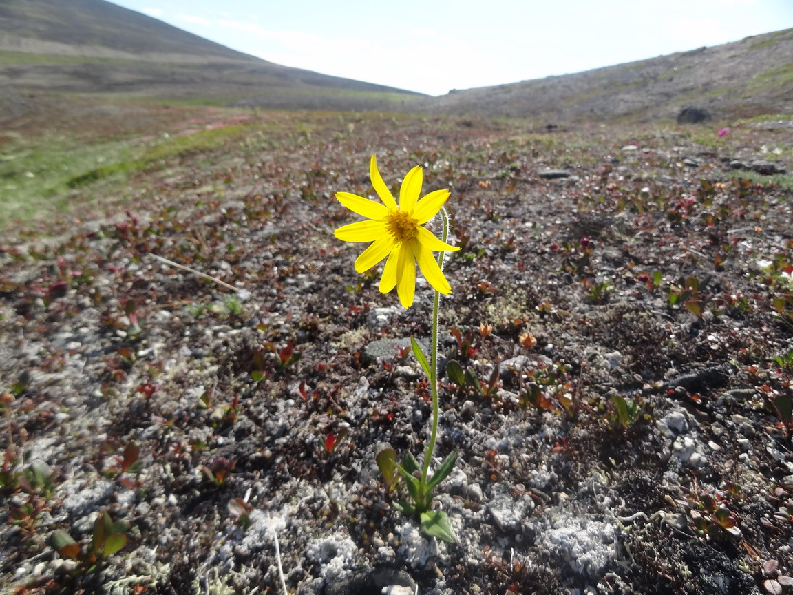 Image of Arnica frigida specimen.