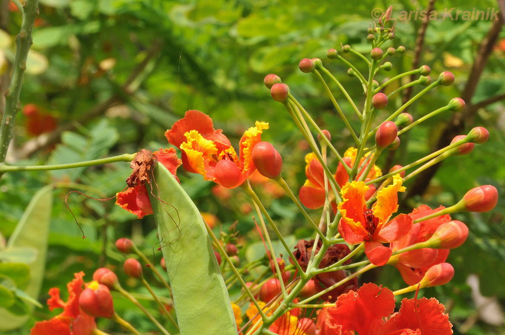 Image of Caesalpinia pulcherrima specimen.