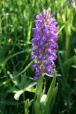 Dactylorhiza umbrosa