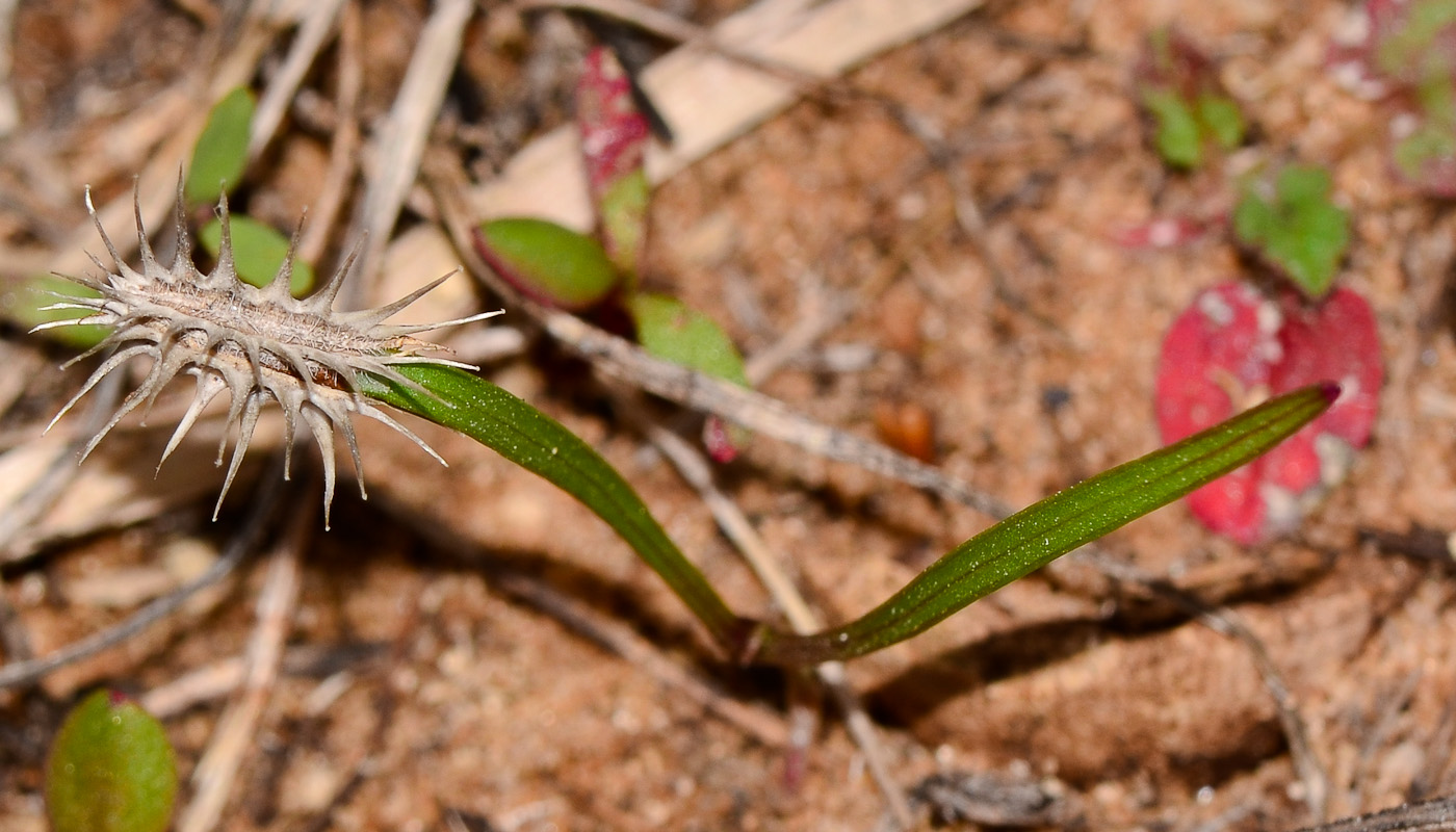 Image of Daucus glaber specimen.