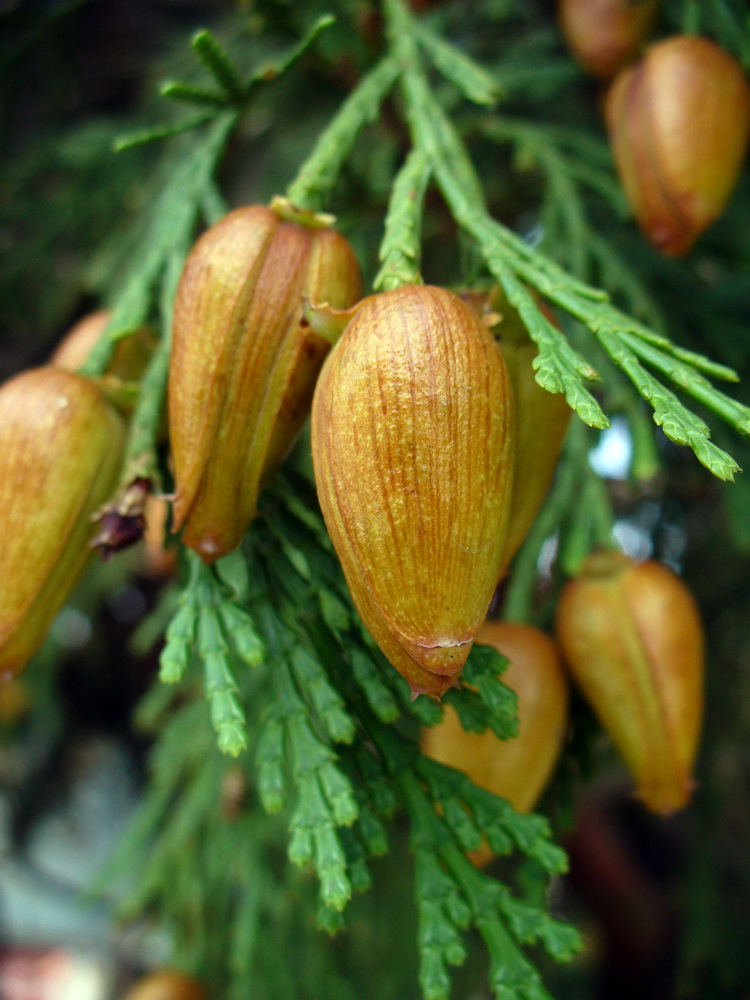 Image of Calocedrus decurrens specimen.