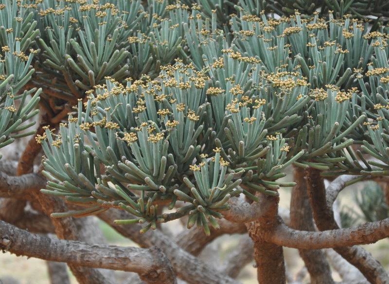 Изображение особи Euphorbia arbuscula.