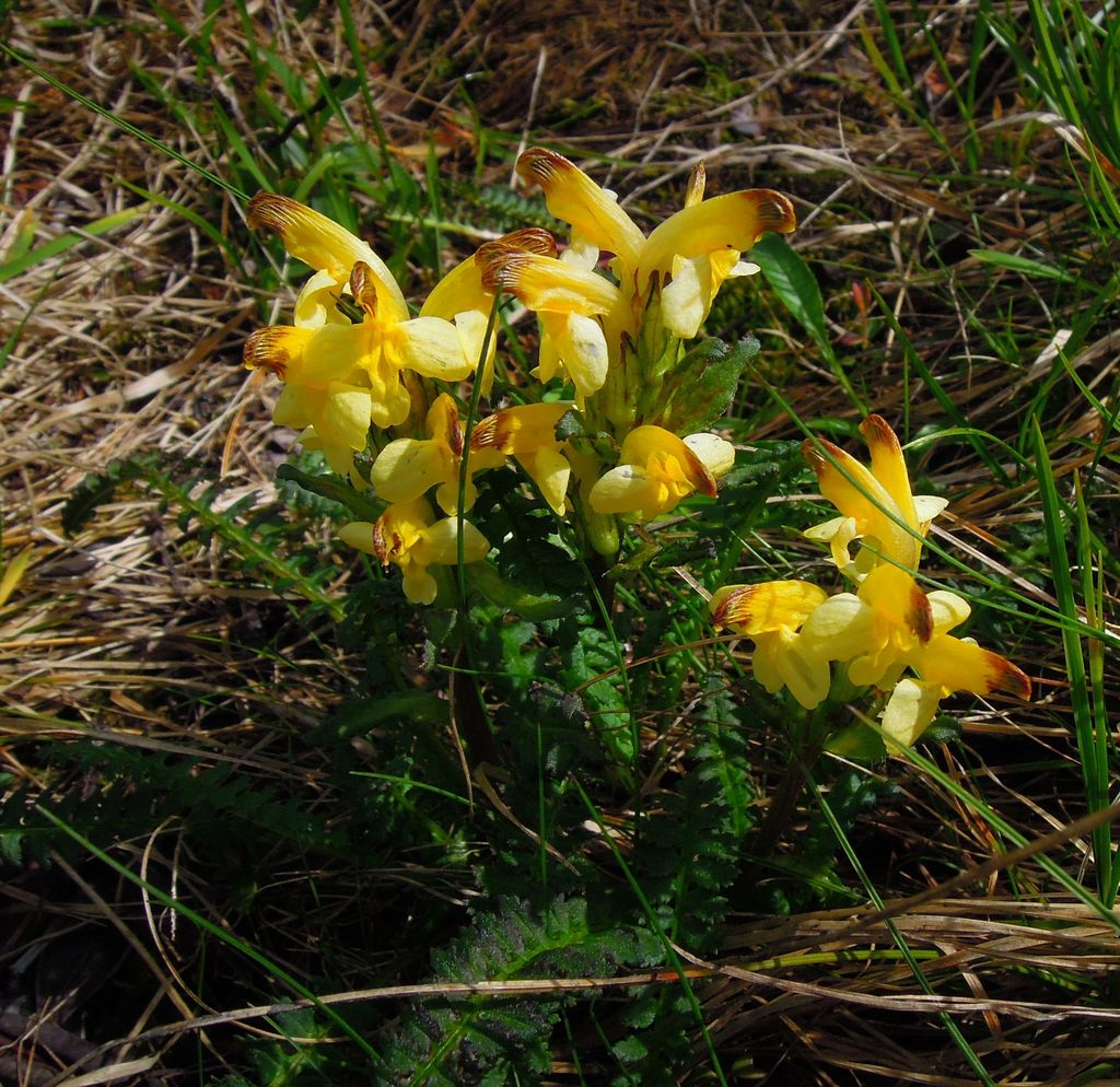 Image of Pedicularis oederi specimen.