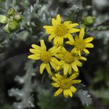 Senecio vernalis