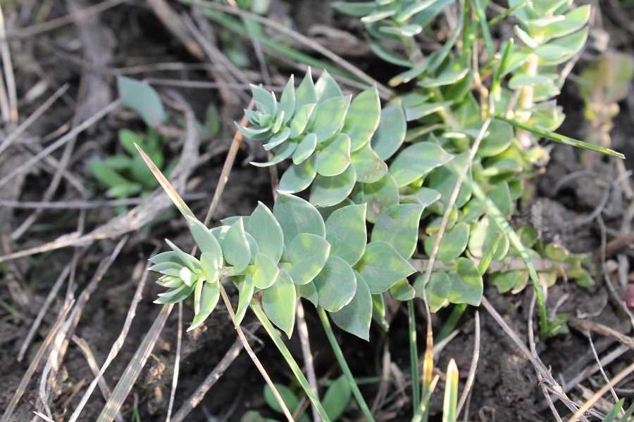 Image of Linaria genistifolia specimen.
