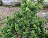 Chamaecyparis obtusa. Верхняя часть кроны ('Nana Gracilis'). Германия, г. Дюссельдорф, Ботанический сад университета. 02.03.2014.