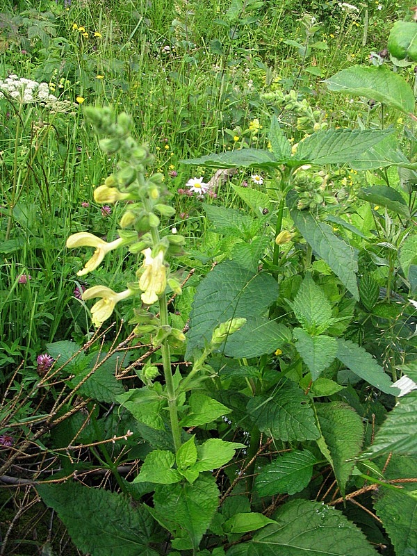 Изображение особи Salvia glutinosa.