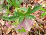 Helleborus purpurascens