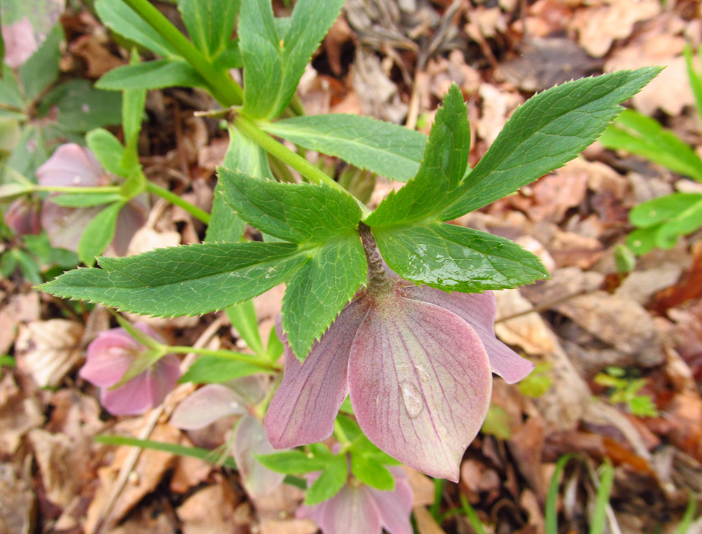 Image of Helleborus purpurascens specimen.