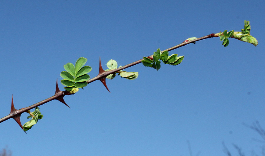 Изображение особи Rosa omeiensis f. pteracantha.