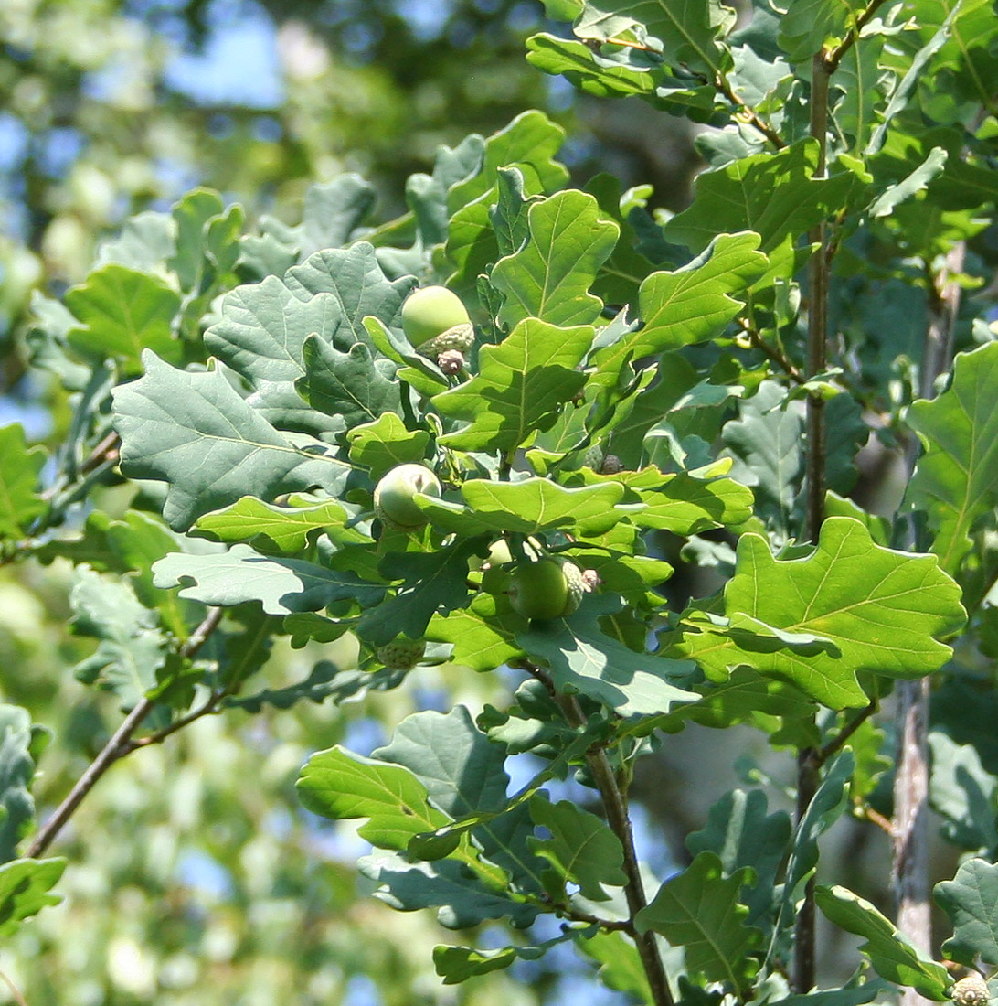 Image of Quercus robur specimen.