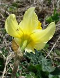 genus Narcissus. Цветок. Ярославская обл., с. Великое, берег Чёрного пруда. 1 мая 2014 г.