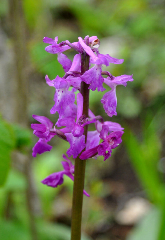 Изображение особи Orchis mascula.