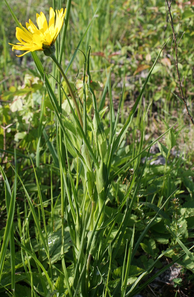 Image of Tragopogon orientalis specimen.