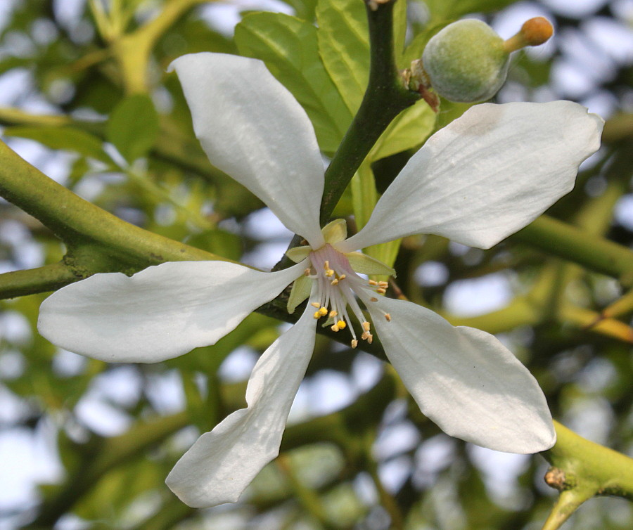 Изображение особи Poncirus trifoliata.