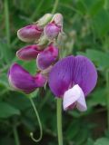 Lathyrus japonicus