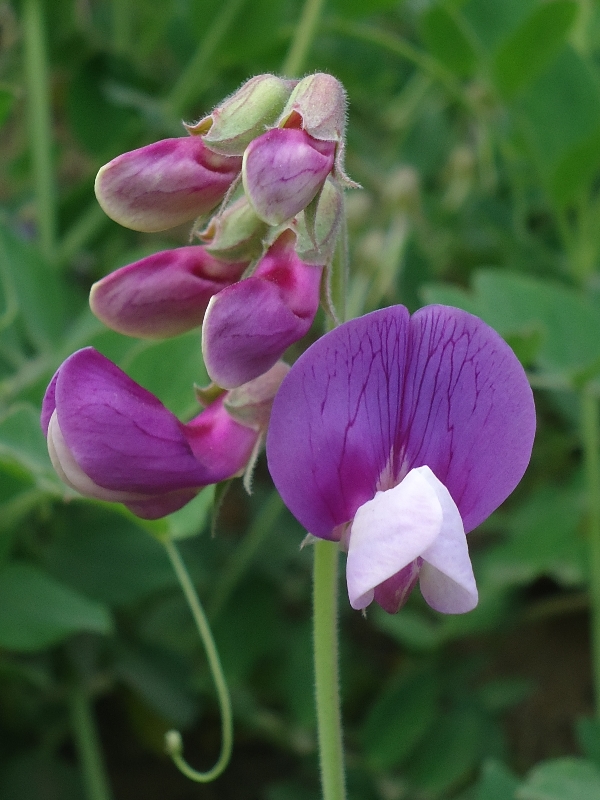 Image of Lathyrus japonicus specimen.