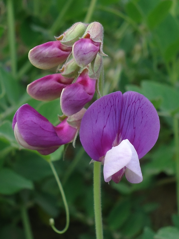 Изображение особи Lathyrus japonicus.