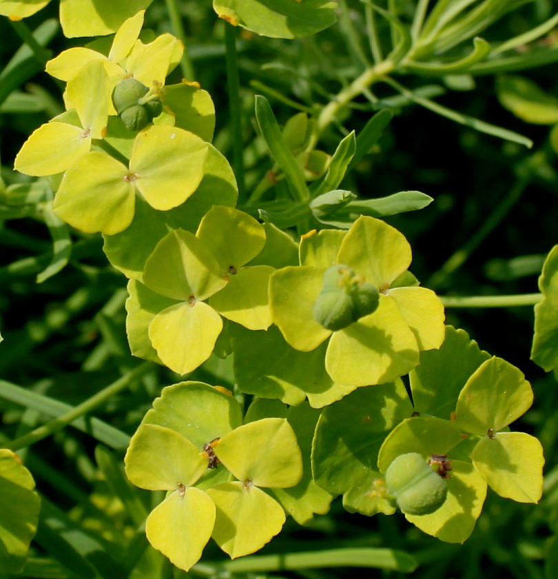 Изображение особи Euphorbia cyparissias.