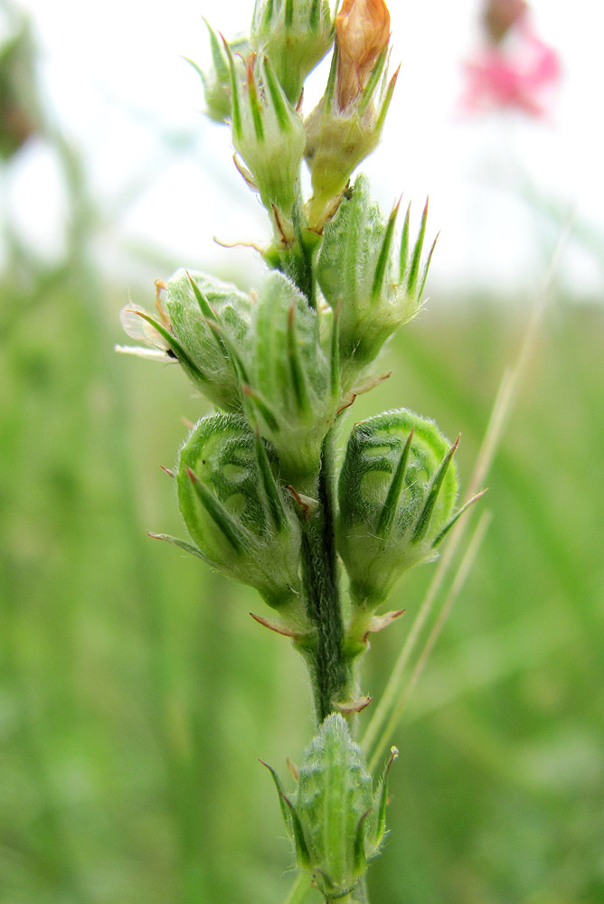 Изображение особи Onobrychis inermis.