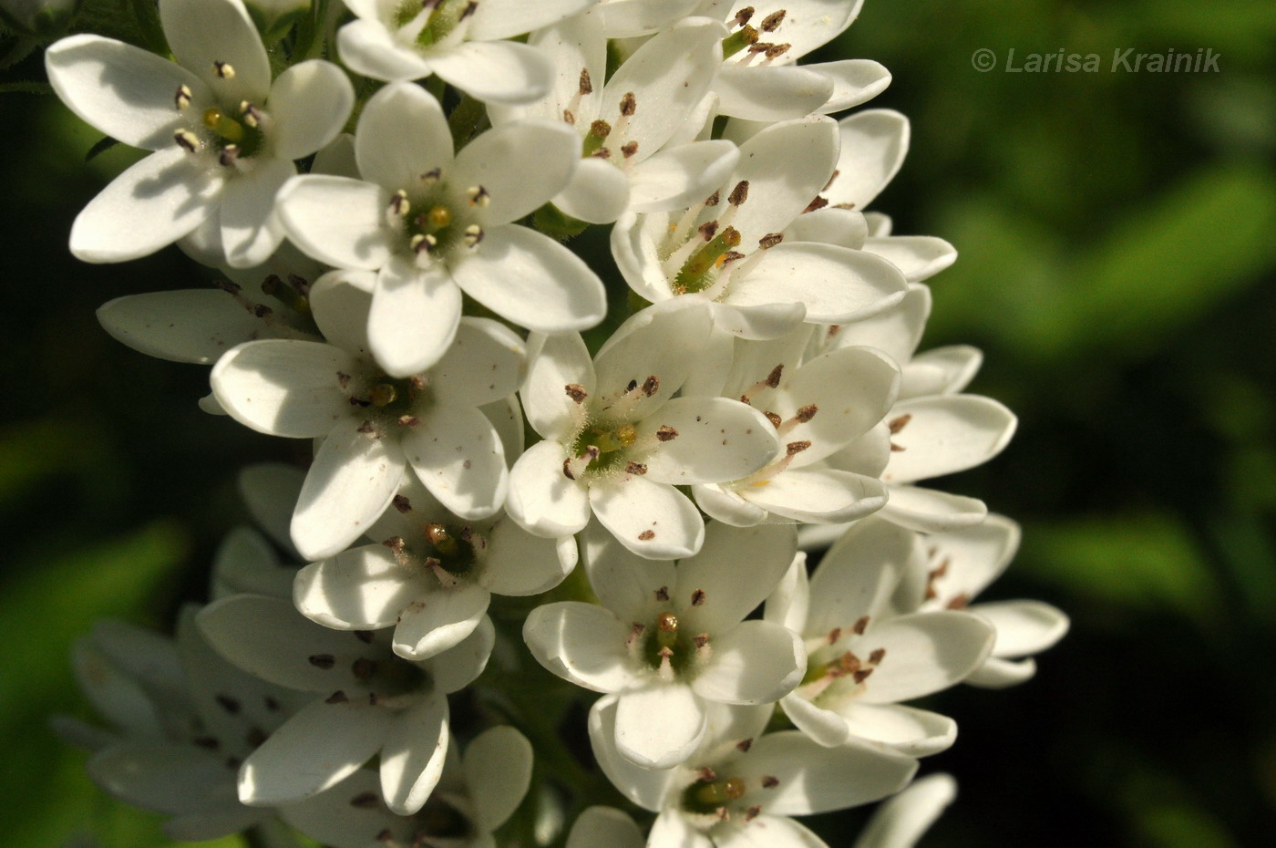 Изображение особи Lysimachia barystachys.