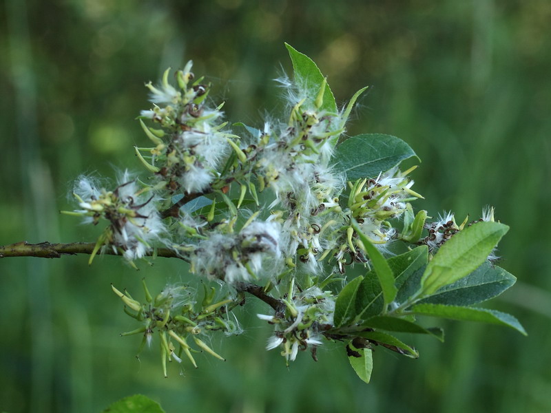 Изображение особи Salix myrsinifolia.