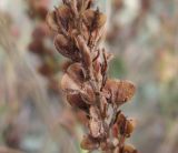 Veronica multifida