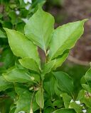 Halesia carolina. Побег. Германия, г. Дюссельдорф, Ботанический сад университета. 03.06.2014.