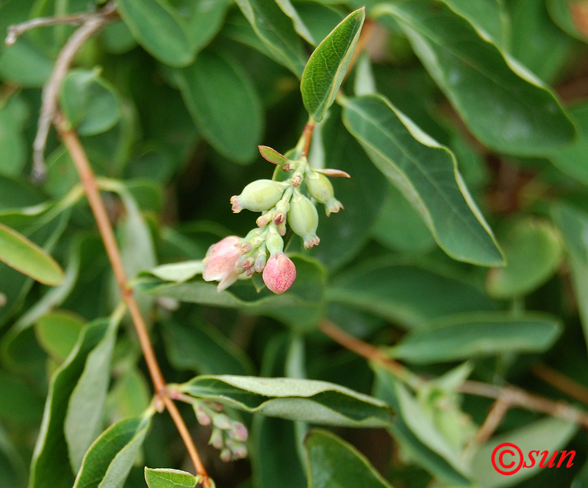 Image of Symphoricarpos albus var. laevigatus specimen.