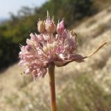 Allium psebaicum