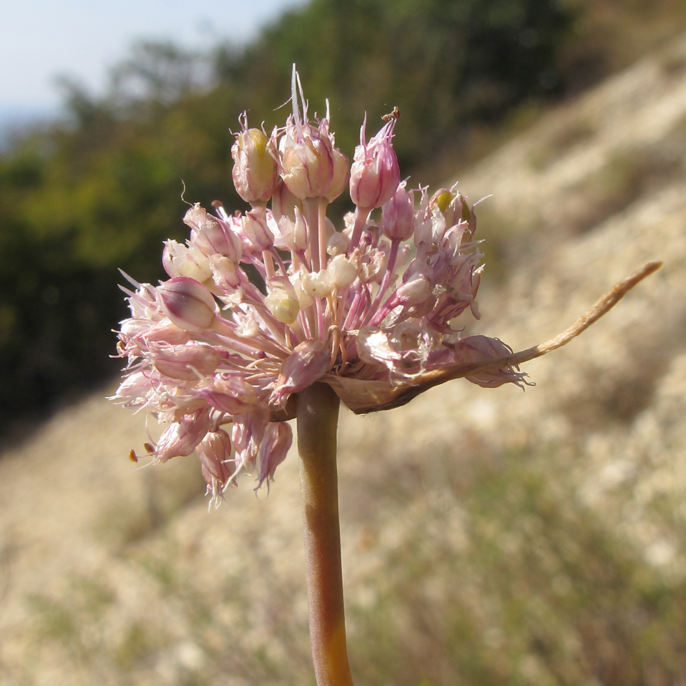 Изображение особи Allium psebaicum.