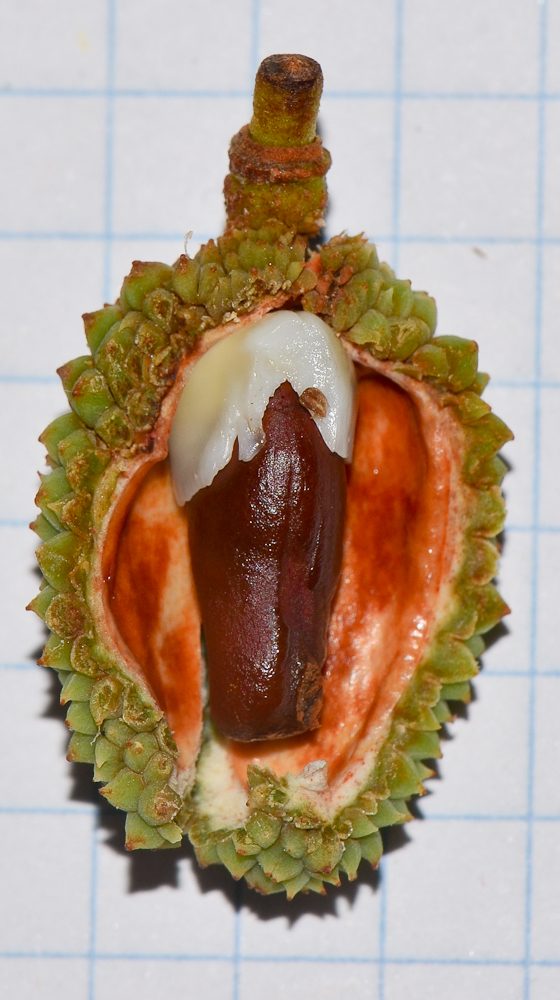 Image of Litchi chinensis specimen.