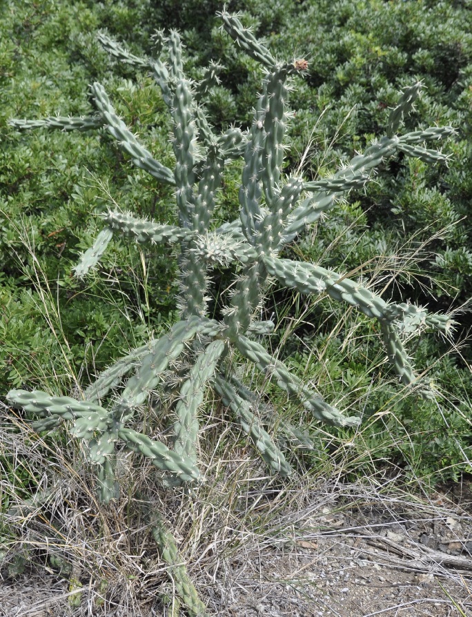 Изображение особи род Cylindropuntia.