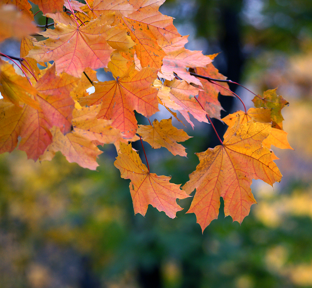 Image of Acer platanoides specimen.
