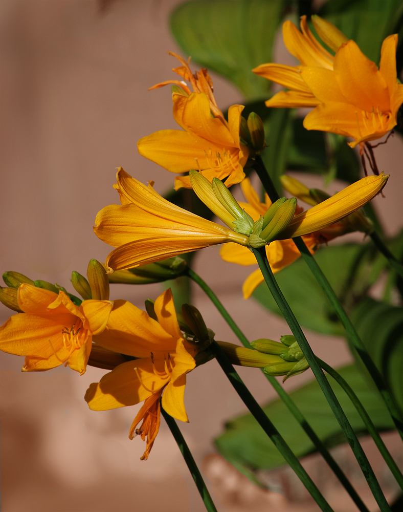 Изображение особи Hemerocallis middendorffii.