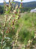 Artemisia vulgaris