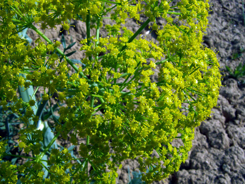 Image of Ferula penninervis specimen.